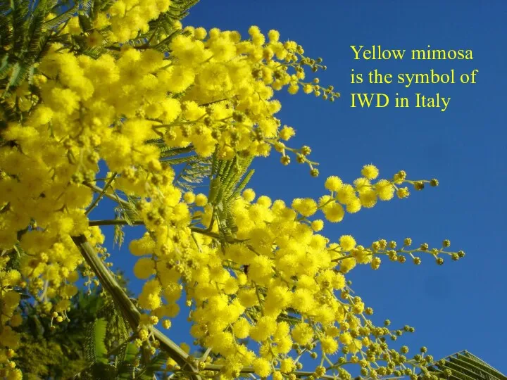 Yellow mimosa is the symbol of IWD in Italy