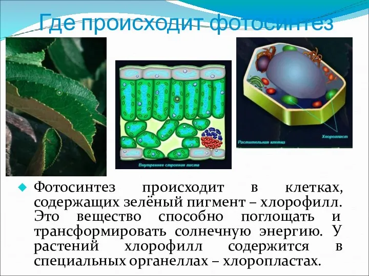 Где происходит фотосинтез Фотосинтез происходит в клетках, содержащих зелёный пигмент