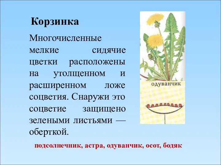 Корзинка Многочисленные мелкие сидячие цветки расположены на утолщенном и расширенном