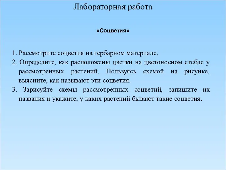 Лабораторная работа «Соцветия» 1. Рассмотрите соцветия на гербарном материале. 2.