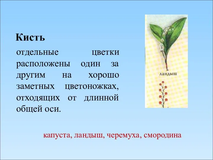 Кисть отдельные цветки расположены один за другим на хорошо заметных