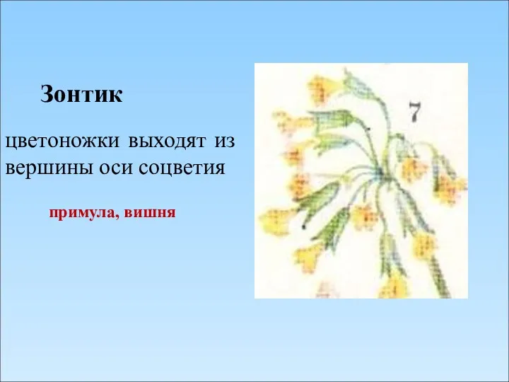 Зонтик цветоножки выходят из вершины оси соцветия примула, вишня