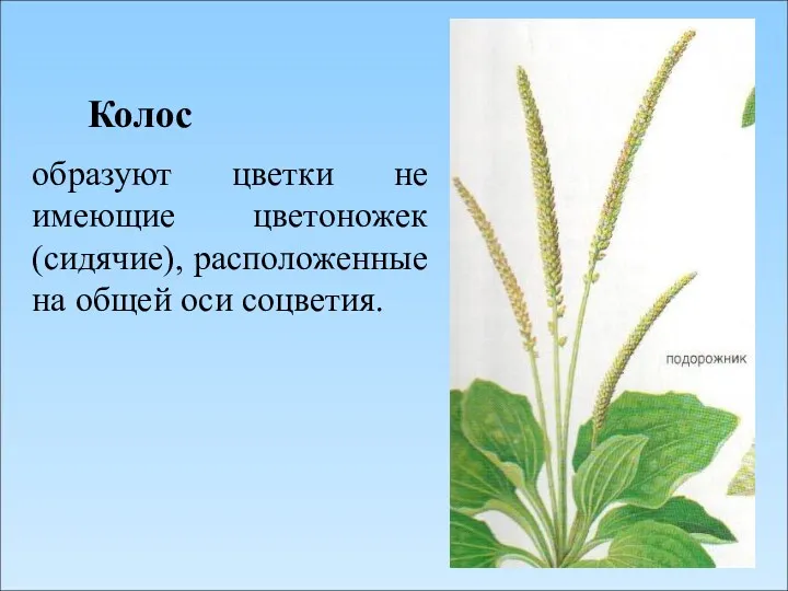 Колос образуют цветки не имеющие цветоножек (сидячие), расположенные на общей оси соцветия.