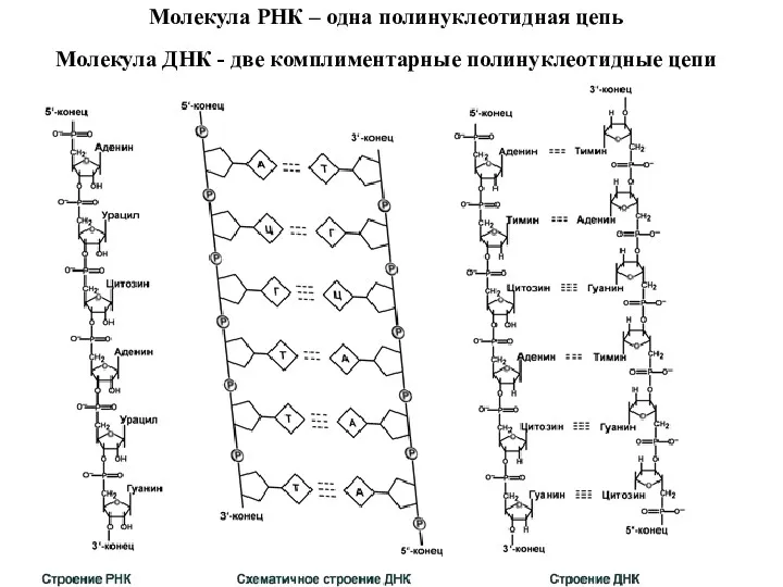 Молекула РНК – одна полинуклеотидная цепь Молекула ДНК - две комплиментарные полинуклеотидные цепи