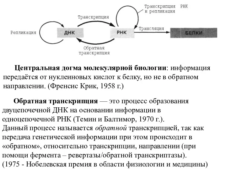 Центральная догма молекулярной биологии: информация передаётся от нуклеиновых кислот к