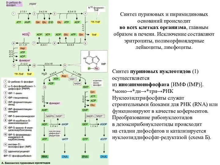 Синтез пуриновых и пиримидиновых оснований происходит во всех клетках организма,