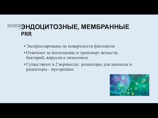 ЭНДОЦИТОЗНЫЕ, МЕМБРАННЫЕ PRR Экспрессированы на поверхности фагоцитов Отвечают за поглощение