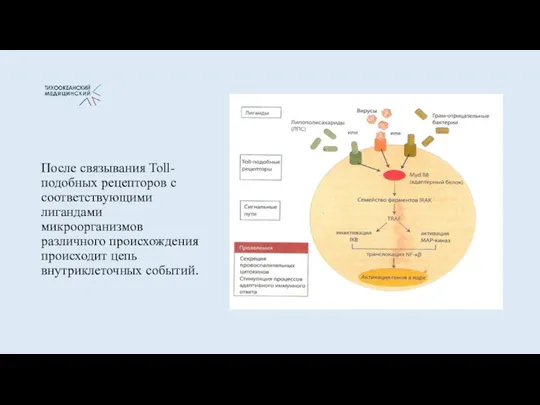 После связывания Toll- подобных рецепторов с соответствующими лигандами микроорганизмов различного происхождения происходит цепь внутриклеточных событий.