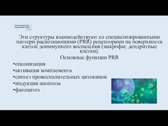 Эти структуры взаимодействуют со специализированными паттерн-распознающими (PRR) рецепторами на поверхности