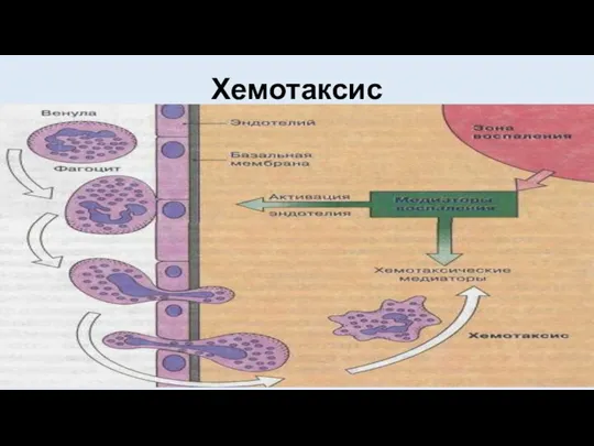 Хемотаксис