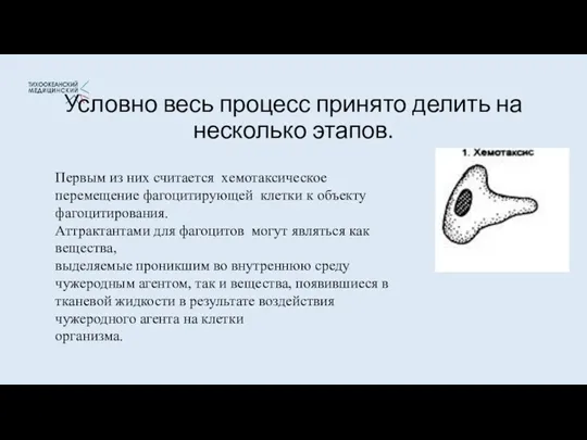 Условно весь процесс принято делить на несколько этапов. Первым из