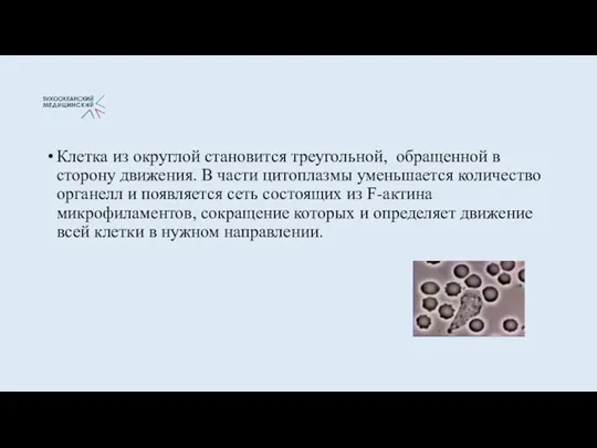 Клетка из округлой становится треугольной, обращенной в сторону движения. В