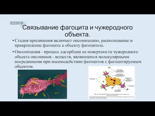 Связывание фагоцита и чужеродного объекта. Стадия прилипания включает опсонизацию, распознавание