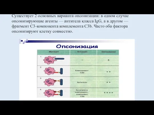 Существует 2 основных варианта опсонизации: в одном случае опсонизирующие агенты