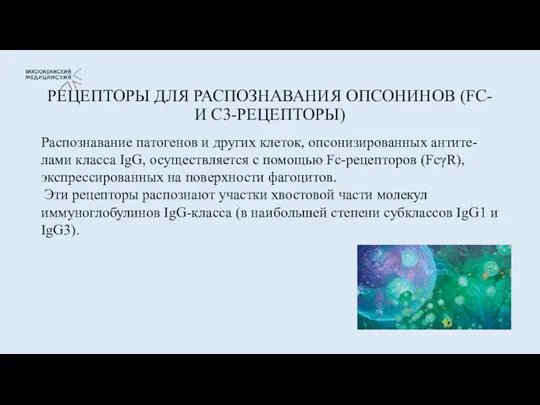 РЕЦЕПТОРЫ ДЛЯ РАСПОЗНАВАНИЯ ОПСОНИНОВ (FC- И C3-РЕЦЕПТОРЫ) Распознавание патогенов и