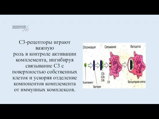 С3-рецепторы играют важную роль в контроле активации комплемента, ингибируя связывание