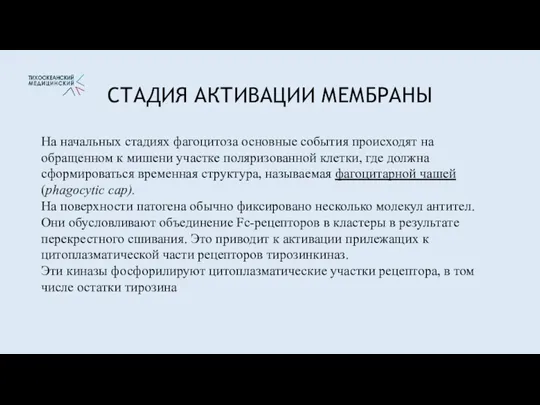 СТАДИЯ АКТИВАЦИИ МЕМБРАНЫ На начальных стадиях фагоцитоза основные события происходят