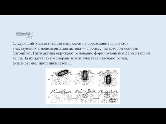 Следующий этап активации направлен на образование продуктов, участвующих в полимеризации