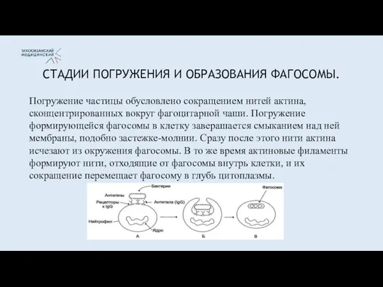 СТАДИИ ПОГРУЖЕНИЯ И ОБРАЗОВАНИЯ ФАГОСОМЫ. Погружение частицы обусловлено сокращением нитей