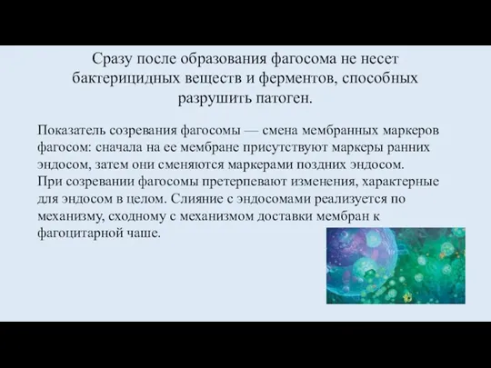 Сразу после образования фагосома не несет бактерицидных веществ и ферментов,