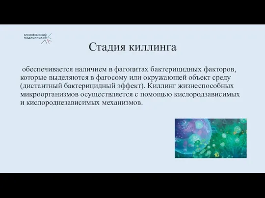 Стадия киллинга обеспечивается наличием в фагоцитах бактерицидных факторов, которые выделяются