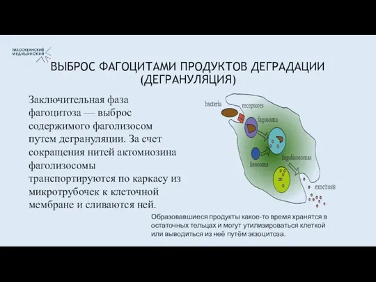 ВЫБРОС ФАГОЦИТАМИ ПРОДУКТОВ ДЕГРАДАЦИИ (ДЕГРАНУЛЯЦИЯ) Заключительная фаза фагоцитоза — выброс