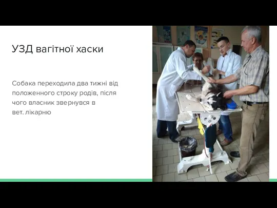 УЗД вагітної хаски Собака переходила два тижні від положенного строку