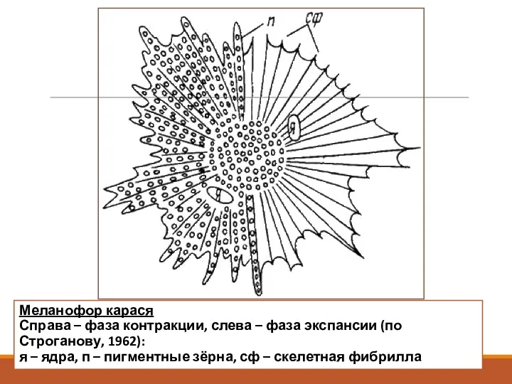 Меланофор карася Справа – фаза контракции, слева – фаза экспансии (по Строганову, 1962):