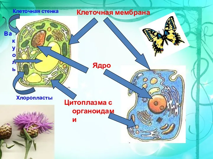 Клеточная мембрана Ядро Цитоплазма с органоидами Клеточная стенка Хлоропласты Вакуоль