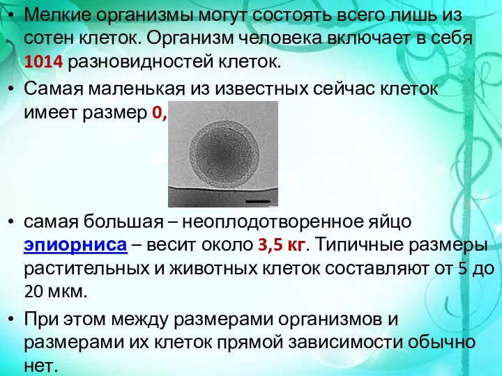 Мелкие организмы могут состоять всего лишь из сотен клеток. Организм