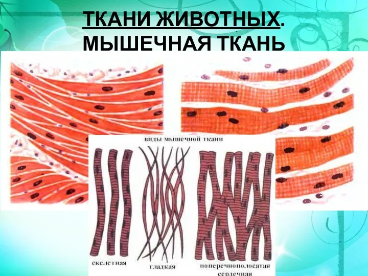 ТКАНИ ЖИВОТНЫХ. МЫШЕЧНАЯ ТКАНЬ