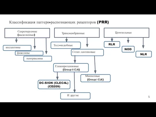 Классификация паттерн-распознающих рецепторов (PRR) Секретируемые (выделяемые) Трансмембранные Цитозольные коллектины фиколины пентраксины Толл-подобные С-тип