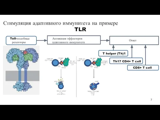 Стимуляция адаптивного иммунитета на примере TLR Toll-подобные рецепторы Активация эффекторов адаптивного иммунитета Ответ
