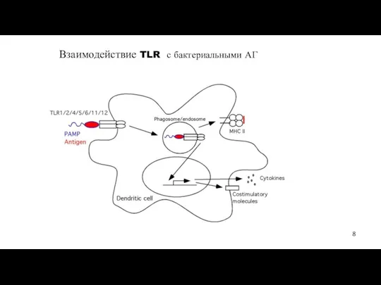 Взаимодействие TLR с бактериальными АГ 8