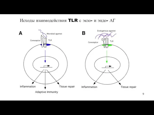 Исходы взаимодействия TLR с экзо- и эндо- АГ 9