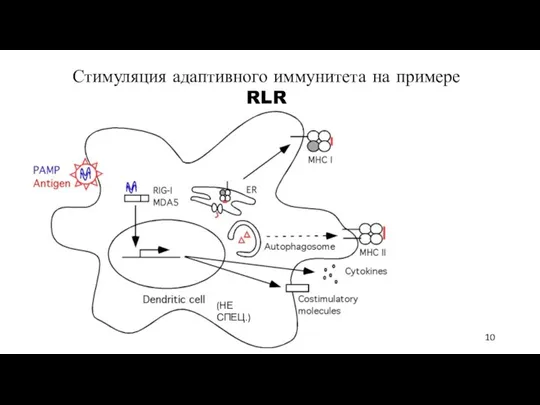 (НЕ СПЕЦ.) Стимуляция адаптивного иммунитета на примере RLR 10