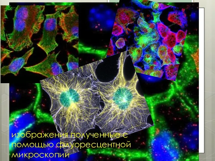 изображения полученные с помощью флуоресцентной микроскопии