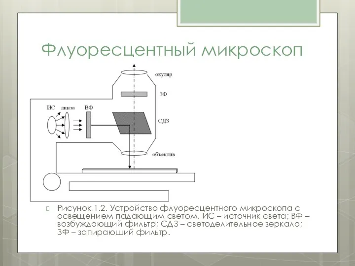 Флуоресцентный микроскоп Рисунок 1.2. Устройство флуоресцентного микроскопа с освещением падающим