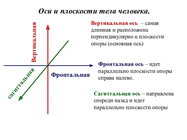 Оси и плоскости тела человека. Фронтальная Вертикальная сагиттальная Вертикальная ось