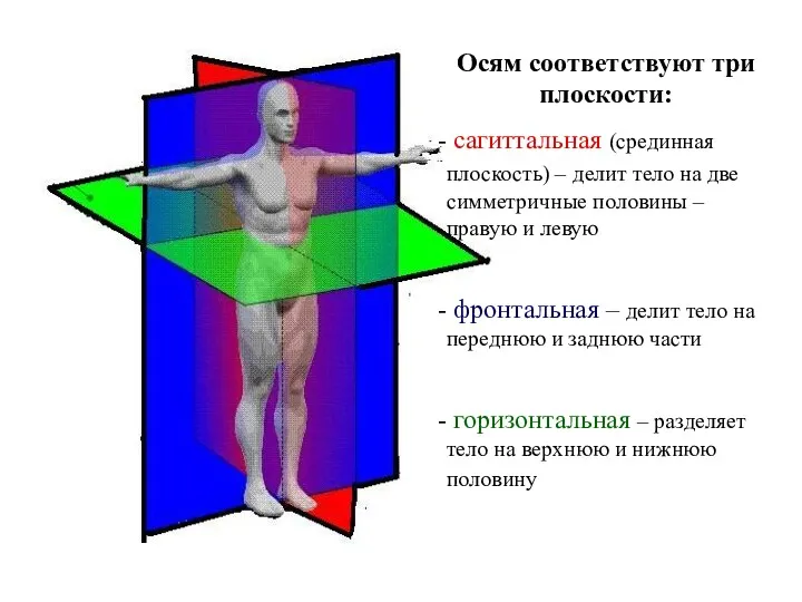 Осям соответствуют три плоскости: сагиттальная (срединная плоскость) – делит тело