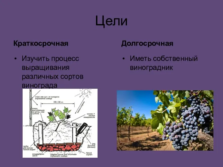 Цели Краткосрочная Изучить процесс выращивания различных сортов винограда Долгосрочная Иметь собственный виноградник