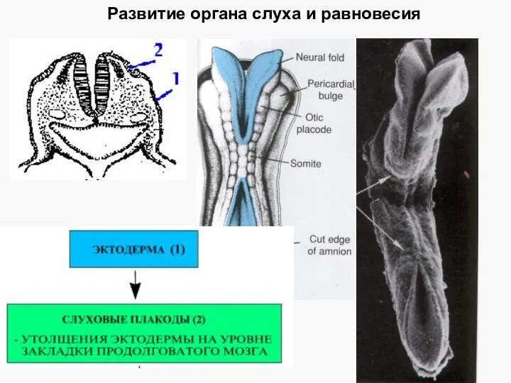 Развитие органа слуха и равновесия