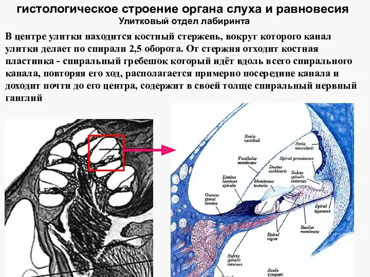 гистологическое строение органа слуха и равновесия Улитковый отдел лабиринта В