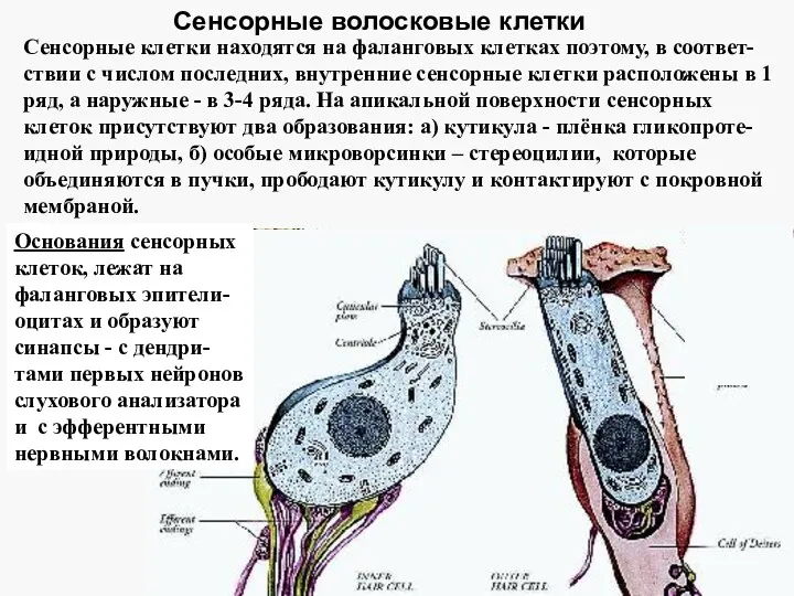 Сенсорные волосковые клетки Сенсорные клетки находятся на фаланговых клетках поэтому,