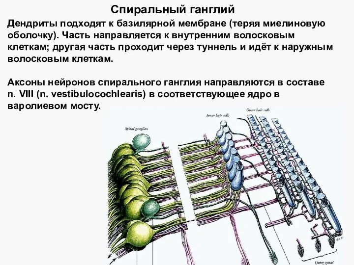 Дендриты подходят к базилярной мембране (теряя миелиновую оболочку). Часть направляется