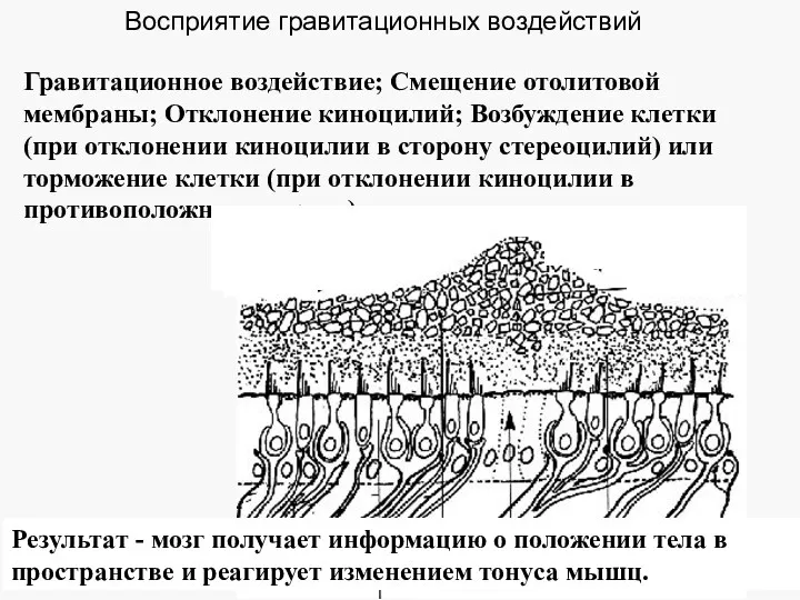 Восприятие гравитационных воздействий Гравитационное воздействие; Смещение отолитовой мембраны; Отклонение киноцилий;