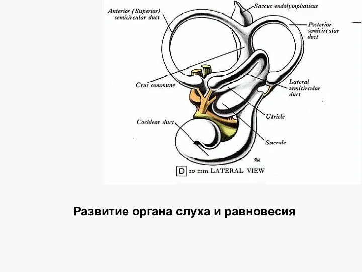 Развитие органа слуха и равновесия