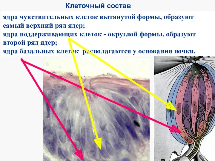 Клеточный состав ядра чувствительных клеток вытянутой формы, образуют самый верхний