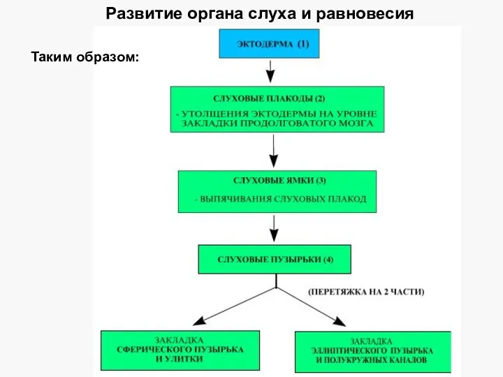 Развитие органа слуха и равновесия Таким образом: