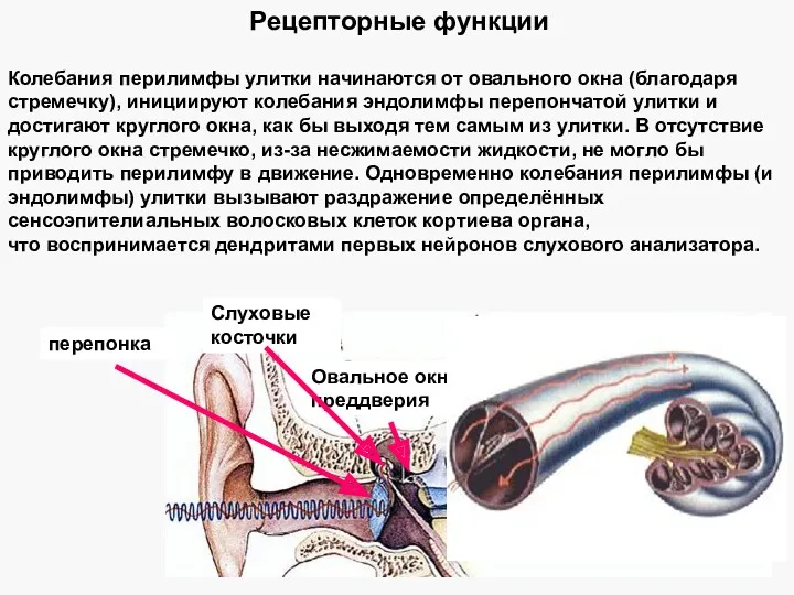 Рецепторные функции Колебания перилимфы улитки начинаются от овального окна (благодаря